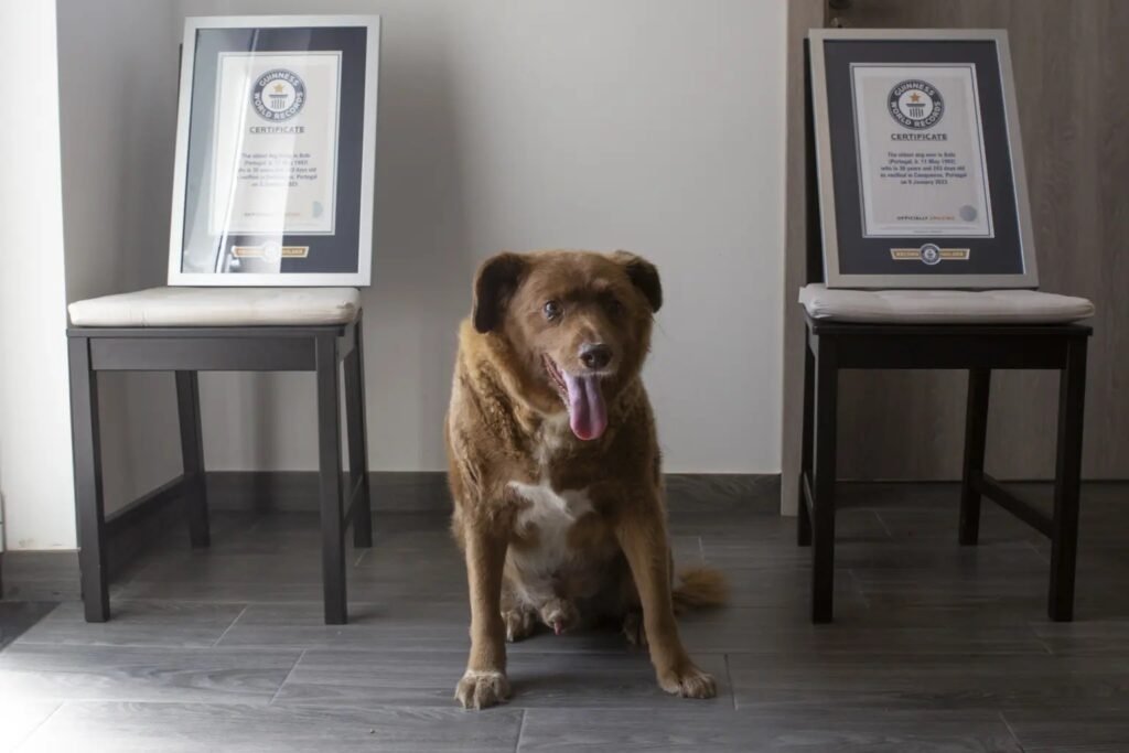 World’s oldest dog under review by Guinness World Records